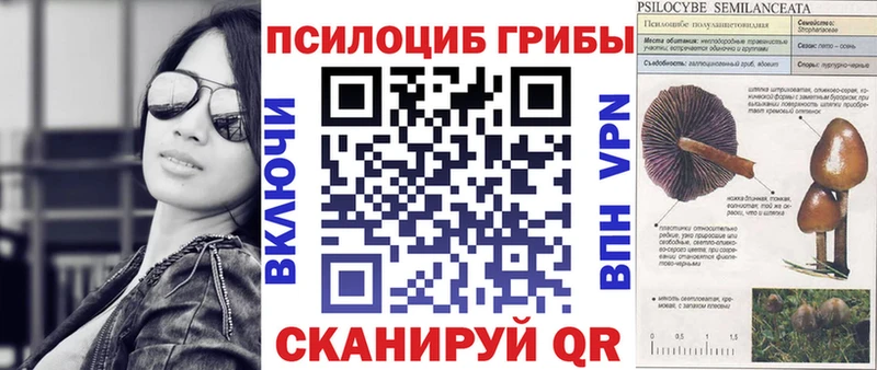 Купить  Рудня  Псилоцибиновые грибы Psilocybine cubensis 